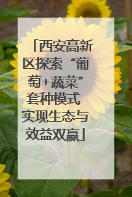 西安高新区探索“葡萄+蔬菜”套种模式 实现生态与效益双赢